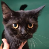 ARIANE C, chatte à adopter