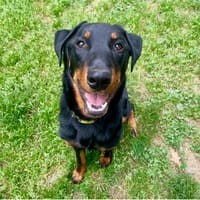 VALDO, chien à adopter