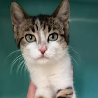 ANTIGONE C, chatte à adopter