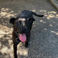 GALILEE VAA, chienne à adopter
