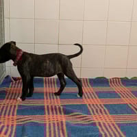 CRISTINA, chienne à adopter