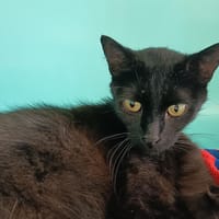 ATALANTE C, chatte à adopter