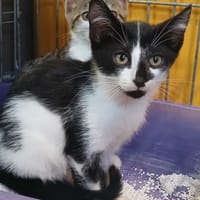 AKIMEL, chat à adopter