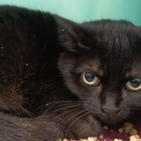 PANDORE C, chatte à adopter