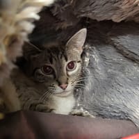 GALIPETTE, chatte à adopter