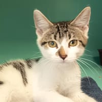 THESEE C, chat à adopter
