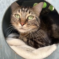 BERLIOZ, chat à adopter