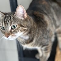 ZOUZOU, chatte à adopter