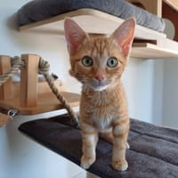 AROUX, chat à adopter