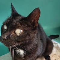 PERSEE C, chat à adopter