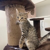 GLOUPS, chat à adopter