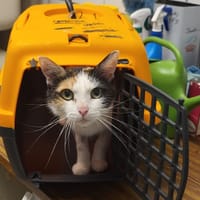 Sushi, chatte à adopter