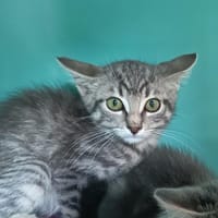 ACHILLE C, chat à adopter