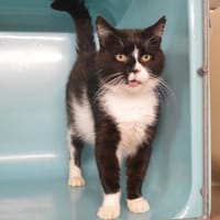 Gatsby Cab4409, chat à adopter