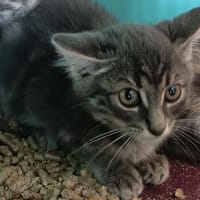 HECTOR C, chat à adopter