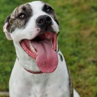 TOPPER, chien à adopter
