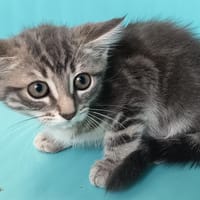 HERACLES C, chat à adopter