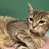 DEJANIRE C, chatte à adopter