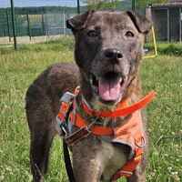 Perle, chienne à adopter