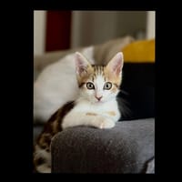 Bart [Chaton], chat à adopter