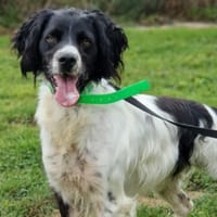 RIGOLO, chien à adopter