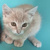 ULYSSE C, chat à adopter