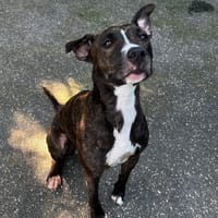 MATCHA VAA, chienne à adopter