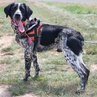 VIKTOR HAA24578, chien à adopter