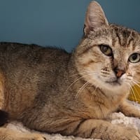 TOURNICOTE, chat à adopter