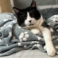 DAFLON, chat à adopter