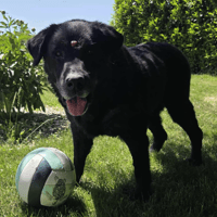 NOUBA, chien à adopter