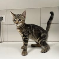 GROMINET, chat à adopter