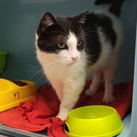 CABRIOLLE, chat à adopter