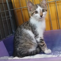 APACHE, chat à adopter