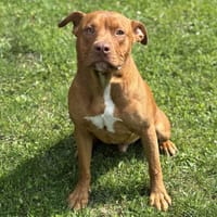 Coca CFA56658 /caa13901, chien à adopter