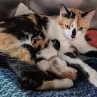 Pain au lait, chatte à adopter