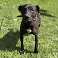 Ice-Tea CFA56657 caa13900, chienne à adopter