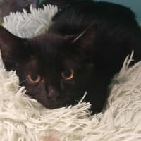 BRUCE, chat à adopter