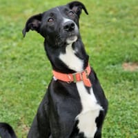 Athéna, chienne à adopter