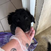 Arlo " En cours d'adoption", chien à adopter