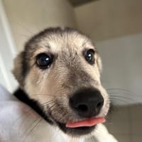 Ange, chienne à adopter