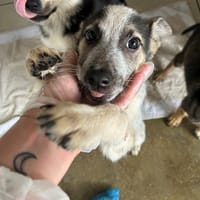 Albus, chienne à adopter