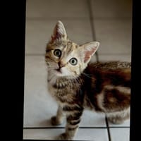 Lisa [Chaton], chatte à adopter