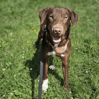 URIEL, chienne à adopter