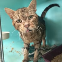 BRIE C, chat à adopter