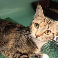 IPHIGENIE C, chatte à adopter