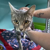 MIA, chatte à adopter