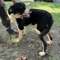 PLUMO, chien à adopter