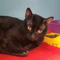 PIROUETTE, chat à adopter
