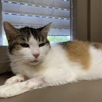 BELLA, chatte à adopter